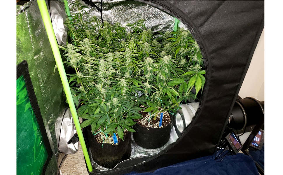 growzelt komplettset ventilator growbox komplettset led komplett set weed pott