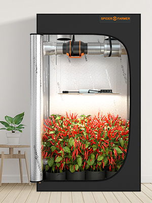 spider farmer growzelt