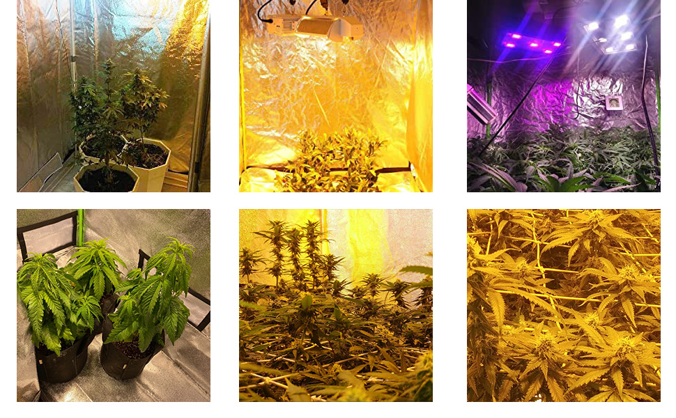 zimmergewächshaus mit licht